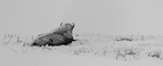 Bison, Lamar Valley