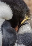 Rockhopper detail
