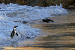 African Penguin (adult) in surf, Foxy Beach, South Africa