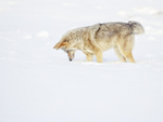 Coyote looking for prey under snow, Yellowstone National Park