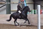 CLASS 2 Novice Working Hunter portfolio