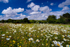 z1014 An English Meadow, Knighton