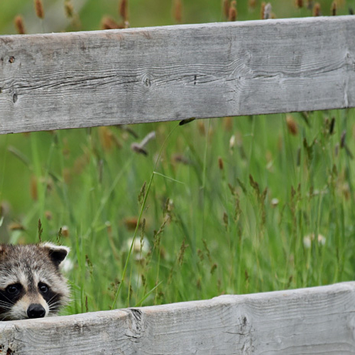 A raccoon peaks through a fence @ Fallsview Park.