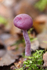 Amethyst Deceiver