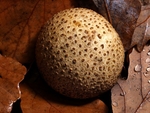 Common Earthball (01)