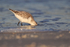Sanderling looking for food in the sea, Fort De Soto, Florida