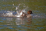 Goldeneye