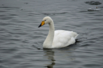 Whooper Swan
