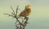 Yellowhammer