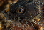 Agonus cataphractus