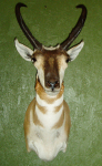 DEHOYOS