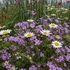 Pyrenian  cranesbill (Geranium pyrenaicum) with Ox-eye Daisy (Leucanthemum vulgare)