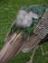 Image 7 - Peacock