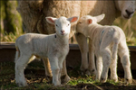 First Lambs of 2008