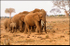 Elephant group #2