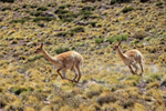 Vicunas running, near Salar de Talar, Atacama Desert, Chile