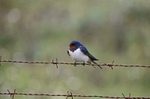 Swallow