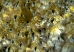 Barnacles