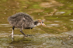 Coot