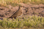 Collared Pratincole
