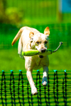 Yellow Labrador_6169