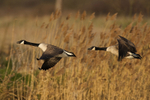 Canada Goose portfolio