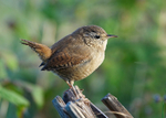 Wren