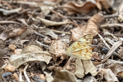 Butterfly African Veined White