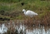 Little Egret
