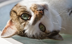 AnimalsCreatures _0090