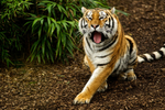 Amur Tiger - Tatana