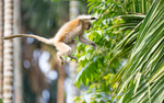 Golden Langur