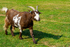 Pygmy Goat - DSC_0125