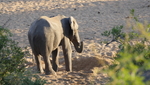 Elephant Finding Water