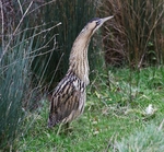 Bittern