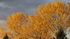Autumn Leaves Golden Hour F4795