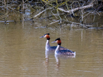 Great Crested Grebes