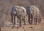 Elephants , Namibia