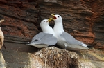 Kittiwakes