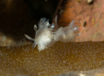 Ancula cristata