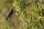 Green Heron perched, Venice Rookery, Florida