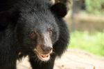 Asiatic Black Bear, Phnom Tamao, Cambodia