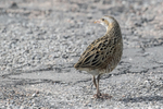 Corncrake