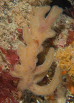 Alcyonidium diaphanum