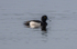 Tufted Duck