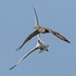 BBR-09-Common Buzzard chased by  Gull