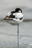 Pied Avocet.YR6M8927.BW