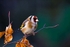 Goldfinch