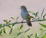 Cetti's Warbler