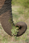 Elephant trunk